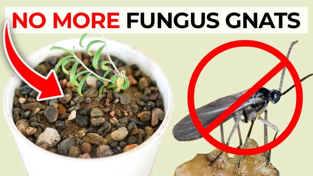 How to Get Rid of Gnats